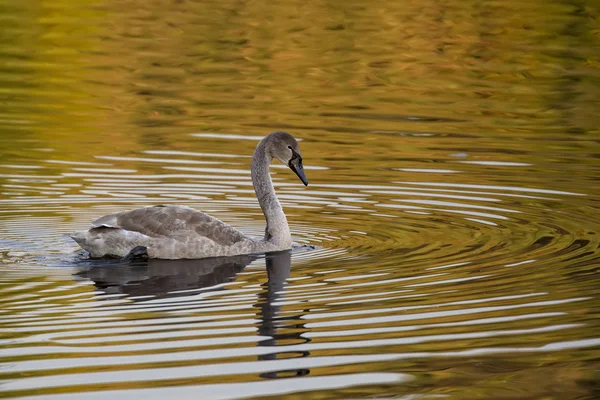 Cisne mudo no lago — Fotografia de Stock