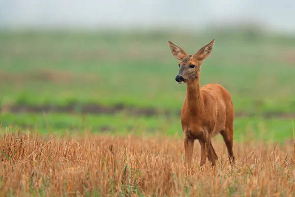 Cervos-de-roe na natureza — Fotografia de Stock