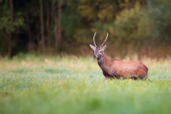 Красный олень на поляне — стоковое фото