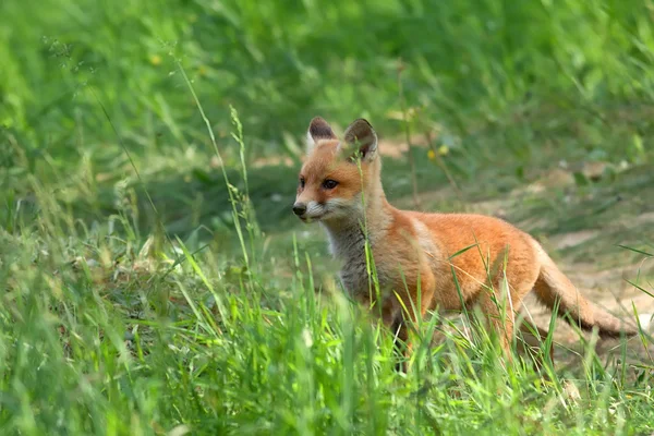 Fox v divočině — Stock fotografie