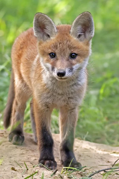 Jungfuchs in freier Wildbahn — Stockfoto