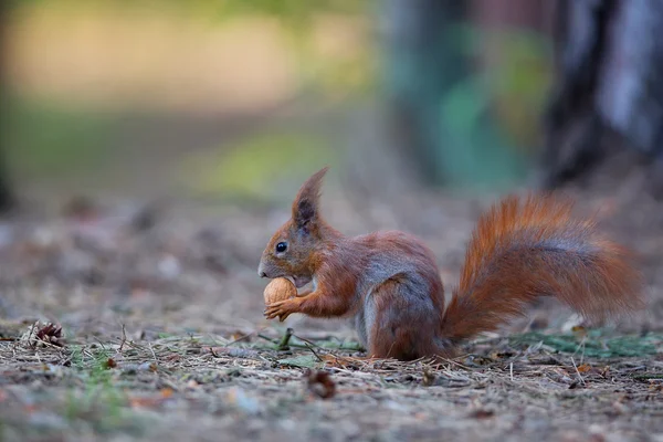 Red squirrel in the forest — Stock Photo, Image