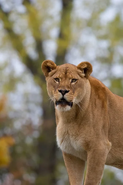 Leeuwin in het wild, een portret — Stockfoto