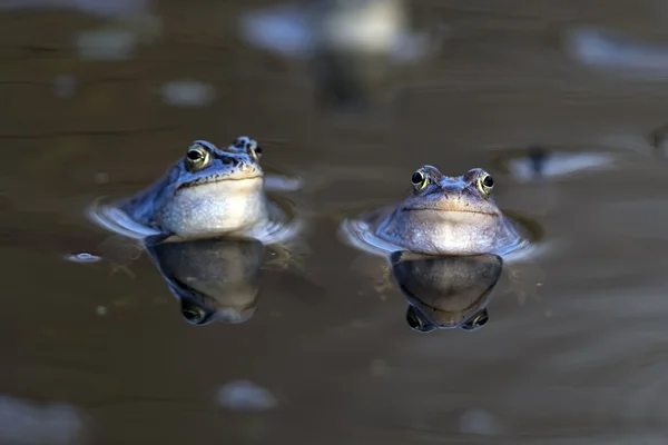 系泊在水中野生青蛙 — 图库照片