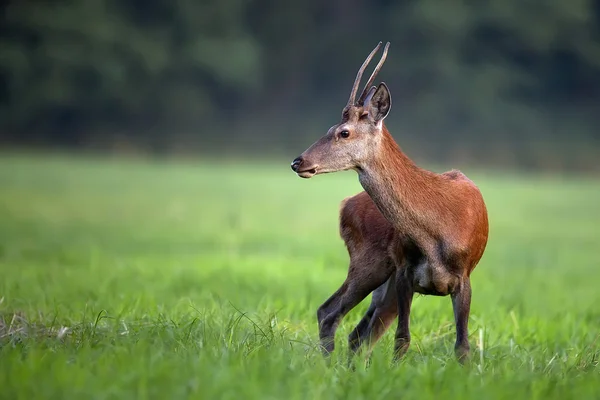 Красный олень на поляне в дикой природе — стоковое фото