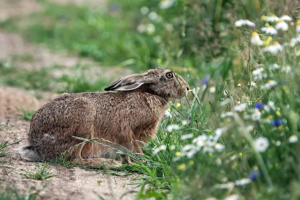 Заяц в траве на поляне — стоковое фото