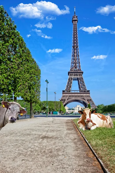 埃菲尔铁塔下的奶牛 — 图库照片