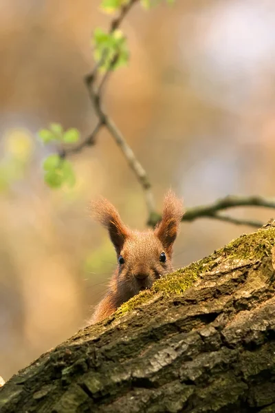 Czerwona wiewiórka w lesie — Zdjęcie stockowe