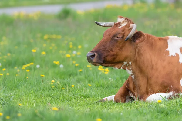 Cow resting in the clearing — Stock Photo, Image