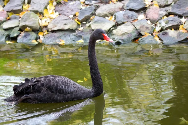 Černá labuť na vodě — Stock fotografie