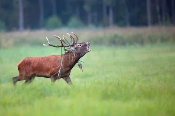 Rothirsch brüllt auf der Flucht — Stockfoto