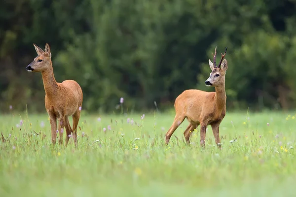 Buck jelen s srnec na mýtině — Stock fotografie