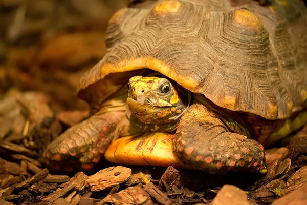 Schildpad in het wild — Stockfoto