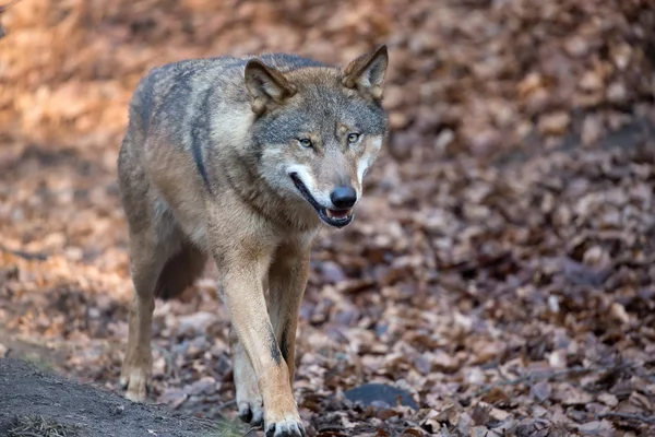 Wolf in het bos — Stockfoto