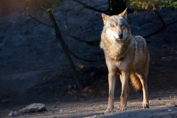 Wolf in freier Wildbahn — Stockfoto