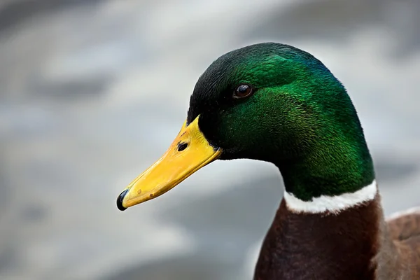 Mallard, un portrait — Photo