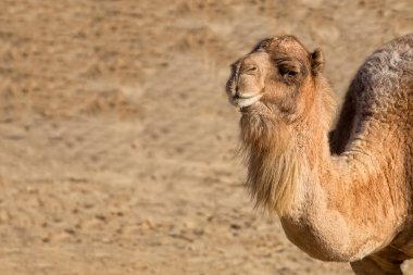 deve içinde belgili tanımlık vahşi