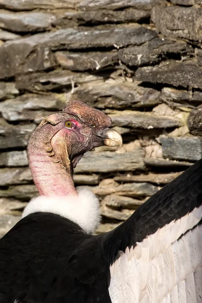 Condor w środowisku naturalnym — Zdjęcie stockowe