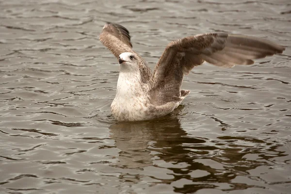 Herring Gull at sea — Stock Photo, Image