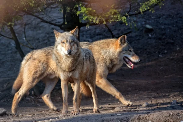 Wolven in het wild — Stockfoto