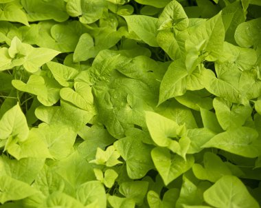 Çiğ taneli yeşil yapraklar. Arkaplan olarak kullanmak için ideal bulanık resim