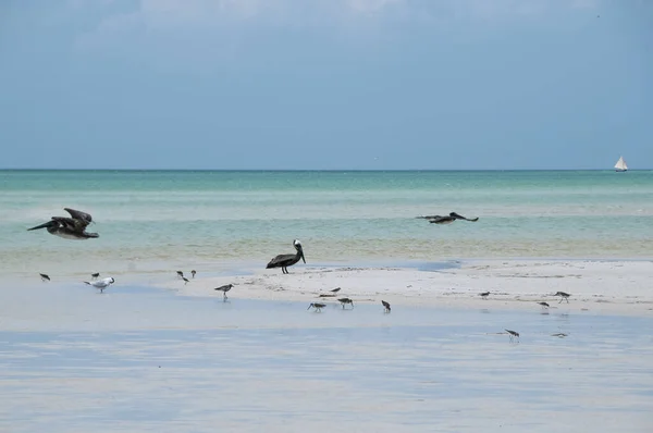 Mořští Ptáci Pelikáni Létají Nad Karibským Mořem Obzoru Pluje Nad — Stock fotografie