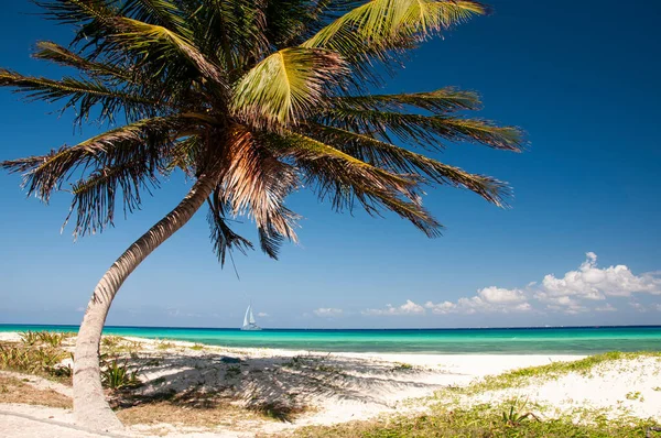 Palm Egy Trópusi Tengerparton Fehér Homokkal Playa Del Carmen Mexikó — Stock Fotó