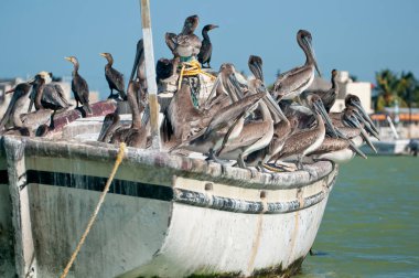 Bir grup pelikan, Meksika 'daki tropik bir körfezde demirli ahşap bir balıkçı teknesinde.
