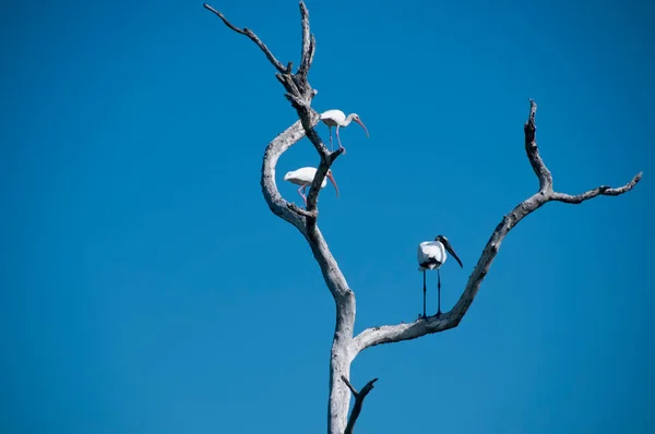 Ibis Blanc Dans Arbre Mort Sans Végétation Ciel Bleu Sans — Photo