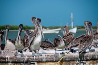 Gölde demirlemiş eski bir balıkçı teknesiyle bir grup pelikanın yakın çekimi. Arka planda kıyı ve mavi gökyüzü. Meksika Karayipleri.