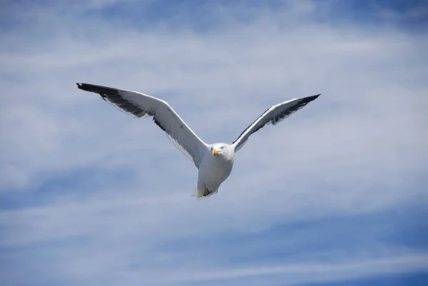 Close-up of a seagull flying isolated near the coast of Chile. In the background the cloudy sky