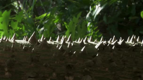 Detailní Záběr Kmen Posvátného Stromu Ceiba Mexiku Trny Pozadí Okolní — Stock video