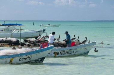 Sahilde balıkçı tekneleri ve balıkçılar, pelikanlar beklerken temiz balıklar. Holbox Adası, Meksika