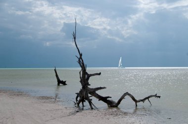 Issız ve vahşi Karayip sahilleri. Meksika 'daki Holbox Adası' nda kuru bir ağaç var. Arka planda fırtınalı bir gökyüzü ve denizde bir yelkenli gemi. Özel odak