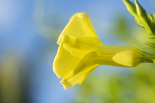 Dik sarı çiçekli tekoma mavi gökyüzüne karşı çiçek açıyor. Seçici odaklanma. Kuzey Amerika, Meksika