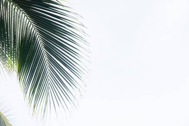 Meksika 'da beyaz bir arka planda yeşil hindistan cevizi palmiyesi yaprakları izole