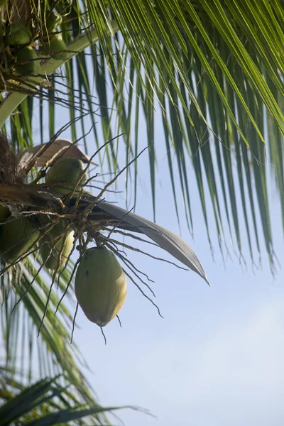 Large green coconuts on the palm tree in a Mexican tropical garden. In the background the blue sky
