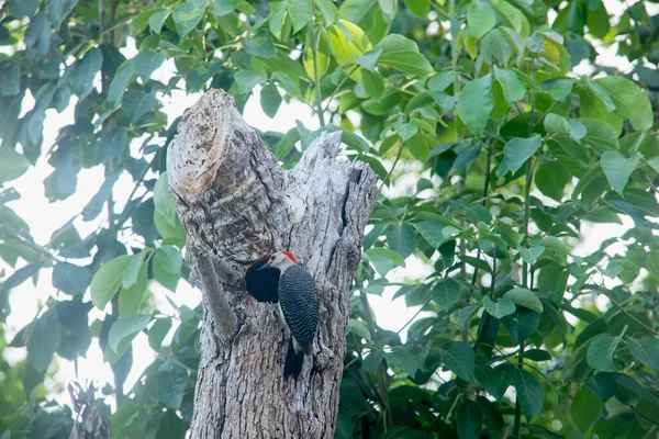 メキシコのユカタンのジャングルにある彼の木の家の前にあるユカタンの赤い頭をしたキツツキ 曖昧さ回避 — ストック写真