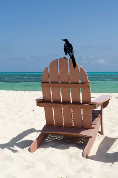 Silla de playa en la playa del Caribe de Cozumel con un pájaro — Foto de Stock