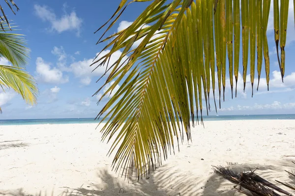 Großaufnahme Eines Palmblattes Einem Einsamen Tropischen Strand Vor Blauem Himmel — Stockfoto