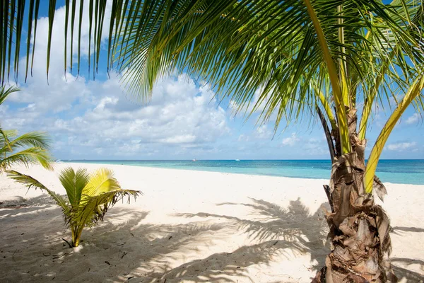 Karayipler Beyaz Kum Kristal Berrak Deniz Adasında Hindistan Cevizi Palmiyeleri — Stok fotoğraf