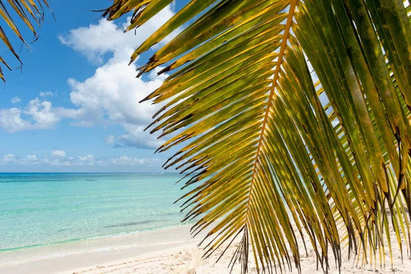 Meksika Tropikal Bir Adada Mavi Gökyüzüne Yakın Bir Palmiye Yaprağı — Stok fotoğraf