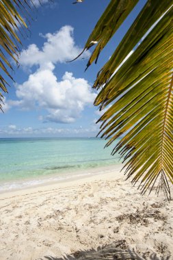 Karayipler 'de beyaz kum ve kristal berrak deniz adasında hindistan cevizi palmiyeleri olan bir sahilin dikey ekran manzarası.