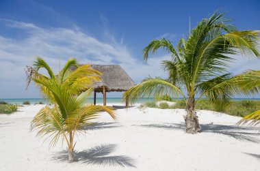 Meksika 'daki Holbox adasında, tropikal bir kumsal ve hindistan cevizi palmiyelerinden oluşan bir kulübe.