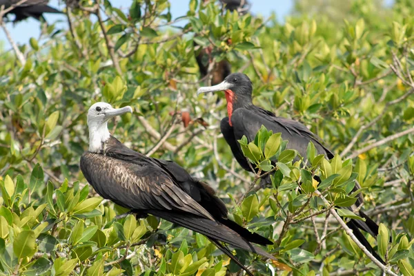 Yucatan, Meksika 'daki Celestun Gölü' ndeki yeşil mangrovlarda fırkateynler dinleniyor..