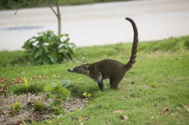 Meksika doğal parkında küçük bir memeli olan Nasua Coati 'nin yakın çekimi..