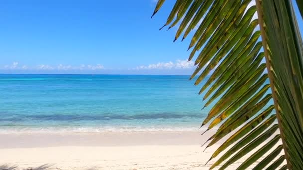 A Palm Leaf Tropical Beach — Vídeos de Stock