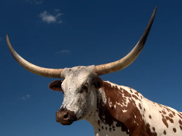 Toro di Longhorn lontano dal Texas — Foto Stock