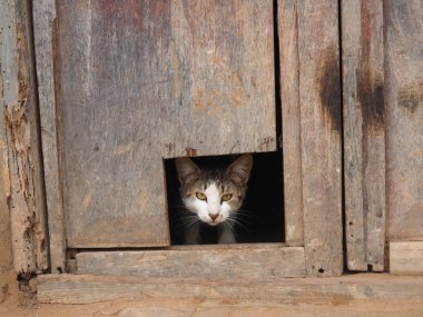 Kimse var mı? Muhafız kedi hazır