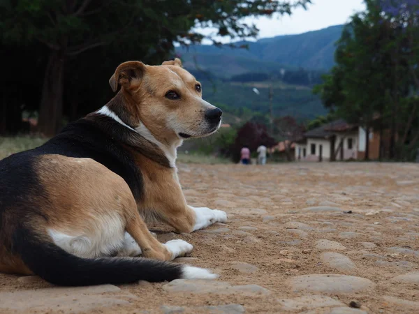 Hund mit Aussicht — Stockfoto